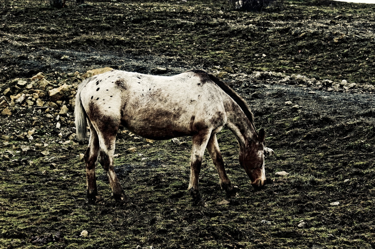Cheval - pierre gable
