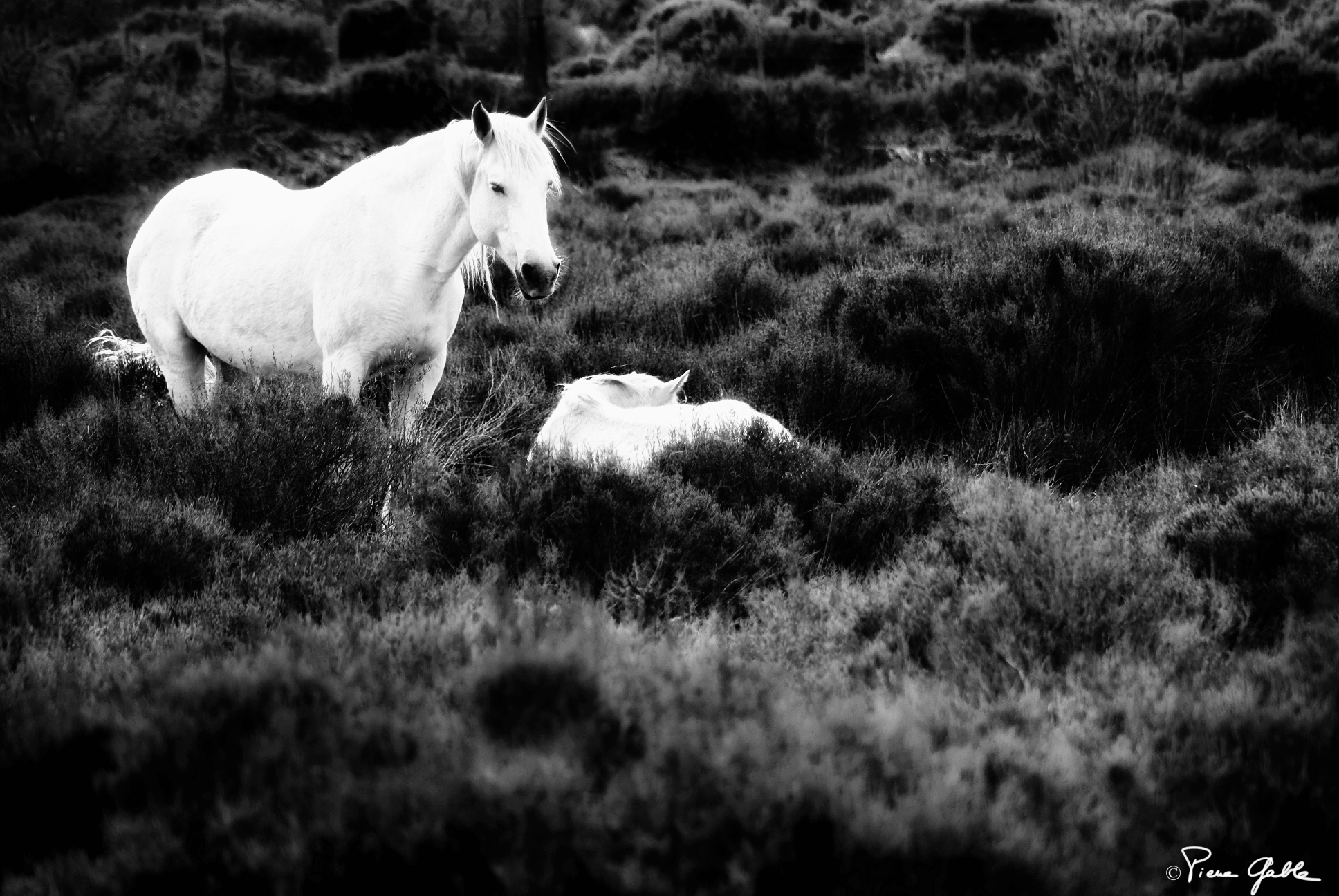 Cheval - Pierre Gable