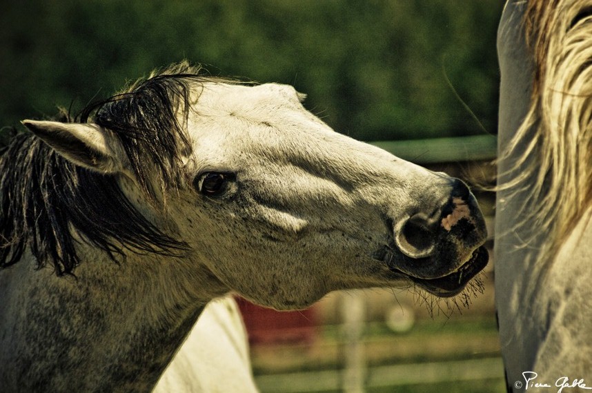 Cheval -Pierre Gable