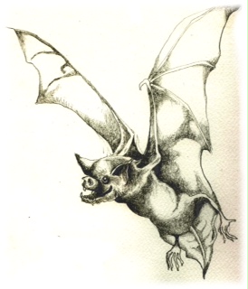 Chauve Souris Arnoo