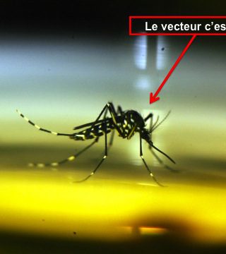 moustique-tigre