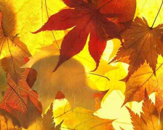 Automne